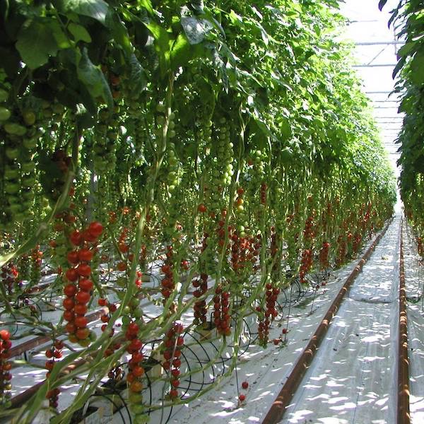 Showcase Image for Evaluating the Environmental Impacts of Fresh Market Tomato Production:A Systematic Review of Challenges & Opportunities for Protected Crop Systems in Southern Ontario