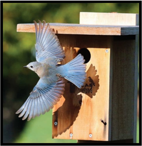 Showcase Image for Artificial nest box usage success at a suburban Georgia Piedmont location