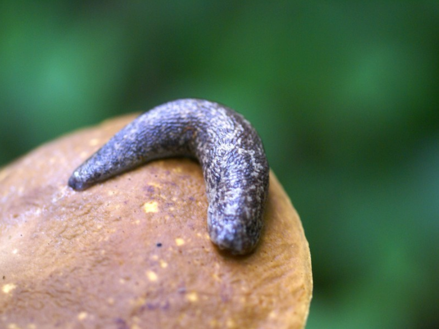 Showcase Image for Comparing Biodiversity of Land Snails and Slugs Across Cities in Georgia