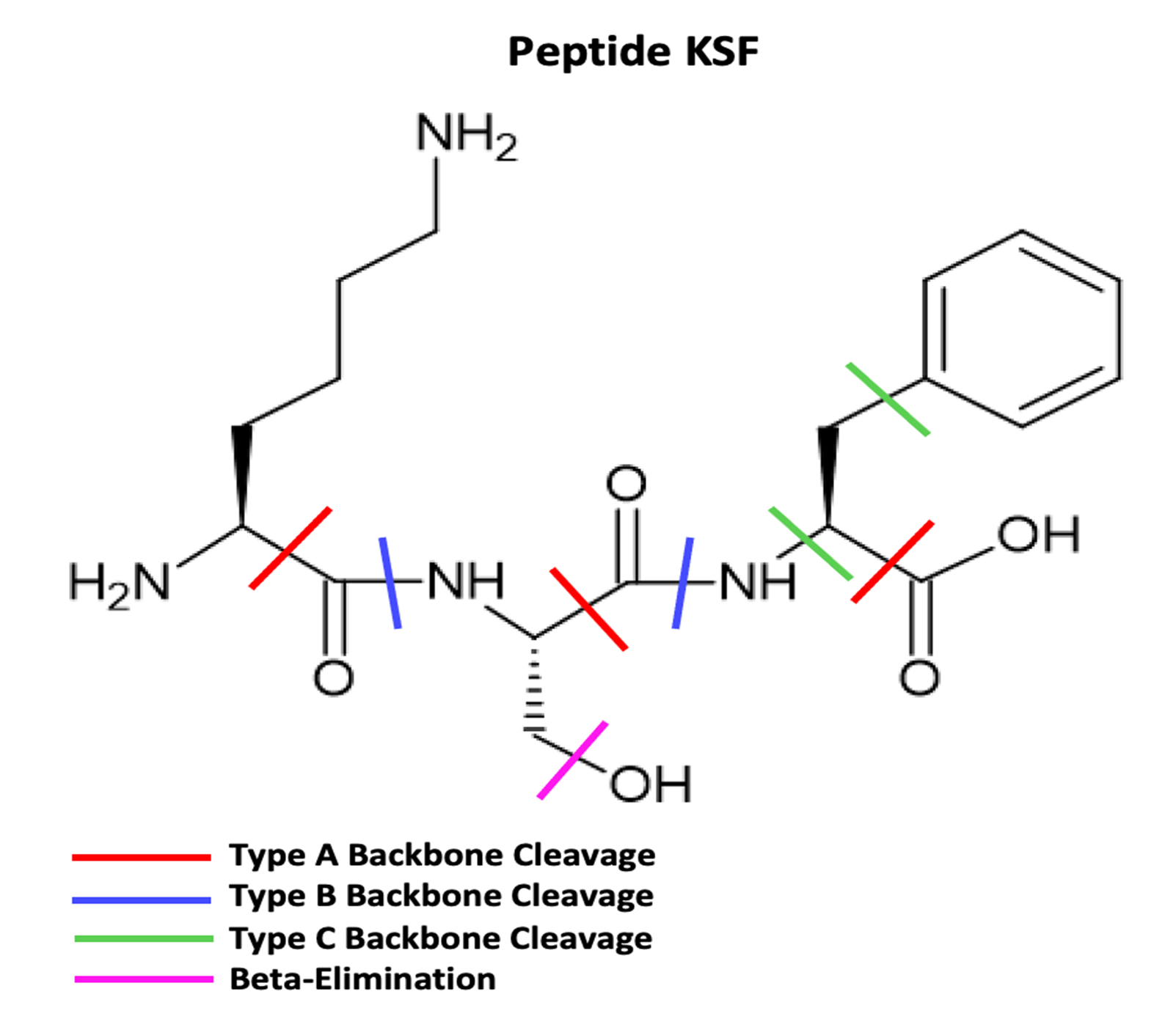 Showcase Image for Improvement of an EI-MS Peptide Fingerprinting Model