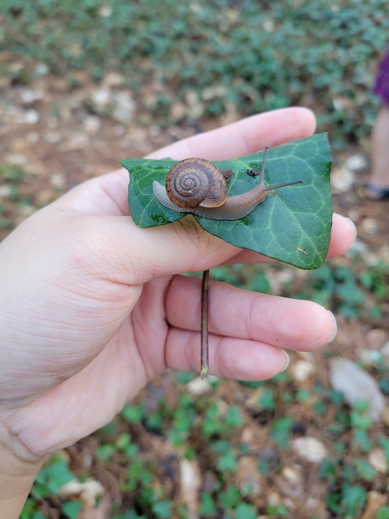 Showcase Image for Natural Community Types and Native and Non-Native Terrestrial Gastropods in the Piedmont Region in Georgia