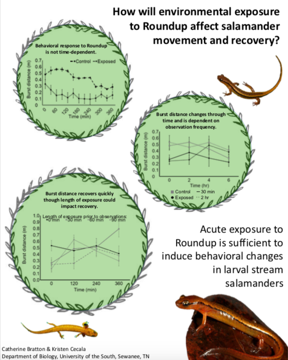 Showcase Image for Acute exposure of Roundup is sufficient to induce behavioral changes in larval stream salamanders