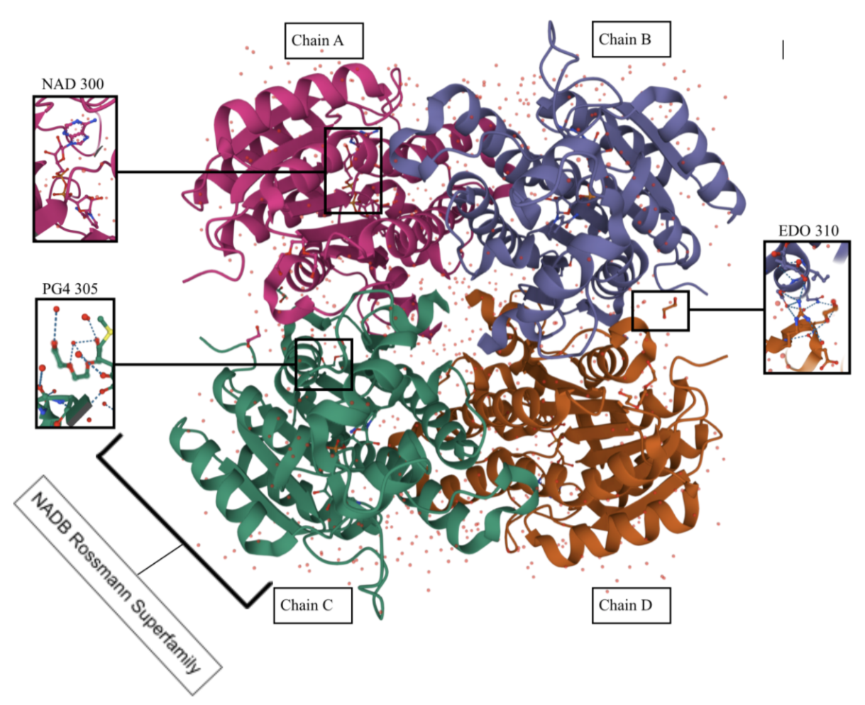 Showcase Image for Analysis of the Influence Carveol Dehydrogenase has on Bacterial Growth and Resistance to Turmeric and Ginger